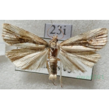 Endothenia quadrimaculana (Haworth, 1811) Czech23i